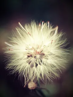 微距摄影,白色,花瓣,秋天,模糊,平静,变化,概念 微距摄影,白色,花瓣,秋天,模糊,平静,变化,概念