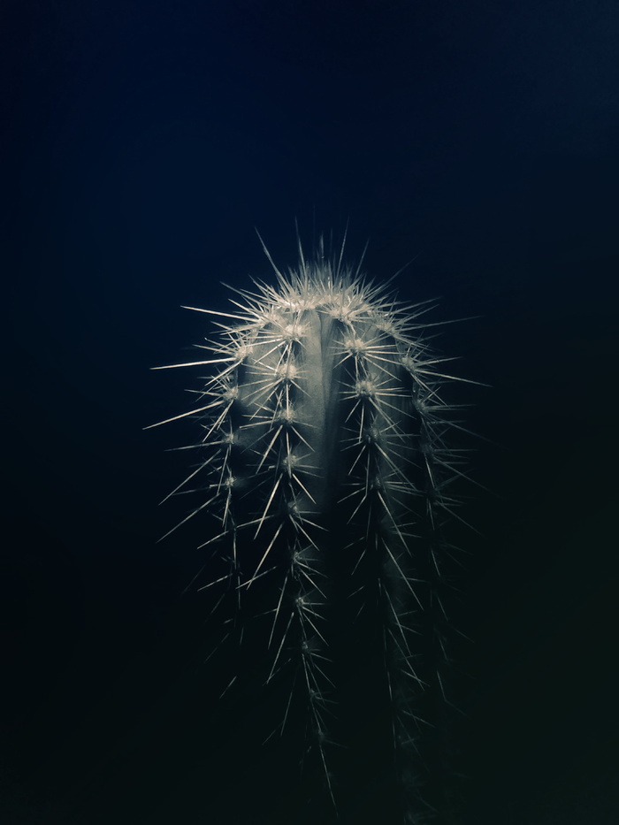 仙人掌植物特写摄影