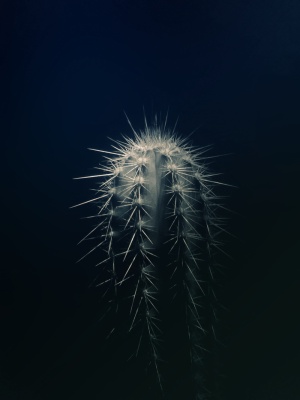 仙人掌植物特写摄影