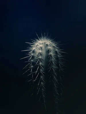 仙人掌植物特写摄影