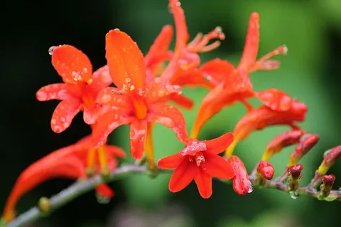 特科玛·卡彭斯,花,花园,花,花园,脆弱,自然,植物,花瓣 特科玛·卡彭斯,花,花园,花,花园,脆弱,自然,植物,花瓣