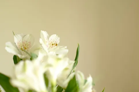 花朵，白色，干净，礼来，开花，柔软，花朵，开花植物
