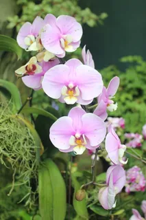 兰花,花朵,自然,花朵,优雅,热带,兰科,颜色 兰花,花朵,自然,花朵,优雅,热带,兰科,颜色