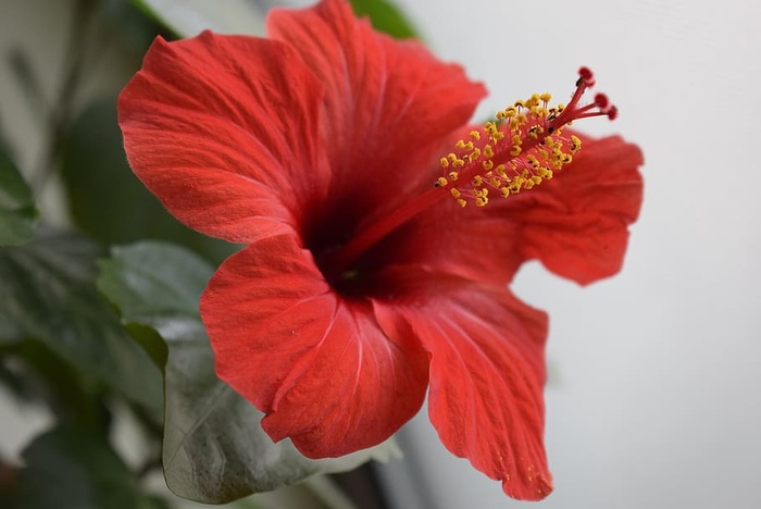 日本玫瑰，花瓣红色，花朵，开花植物，脆弱，脆弱，新鲜，自然之美