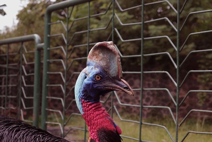 野生动物，自然，动物，巴布亚，木麻黄，木麻黄科，濒危，自然