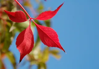 薄片，自然，无人，植物，秋季，多年生，叶，植物部分