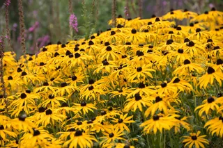 太阳帽，花，普通，普通松嫩小屋，黄色，开花，开花，植物