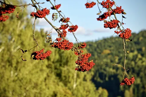 罗文,山灰,红色水果,植物,水果,生长,关注前景,红色 罗文,山灰,红色水果,植物,水果,生长,关注前景,红色