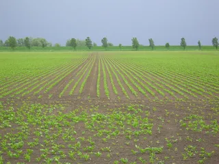 可耕地，土地，可耕地，对角线，价值，对角线价值，年轻种植园，农业