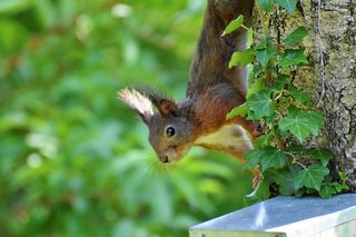 棕色、松鼠、树、啮齿动物、可验证的小猫、鸟、可爱、觅食