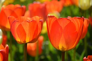 郁金香，红色，宏观，鲜艳的颜色，自然，特写，春天，植物