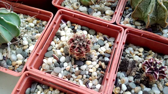 仙人掌,收藏,肉质植物,盆花,室内植物,植物,室内植物,特写 仙人掌,收藏,肉质植物,盆花,室内植物,植物,室内植物,特写