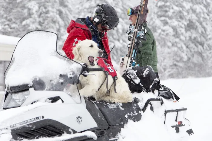 山地，户外，雪，巡逻，救援，滑雪，狗，旅行