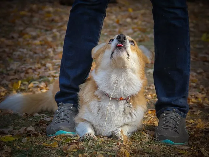柯基犬，狗，可爱，宠物，散步，一只动物，家养，宠物