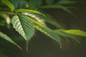 绿叶，多年生植物，夏季，特写，植物，叶，植物部分，绿色