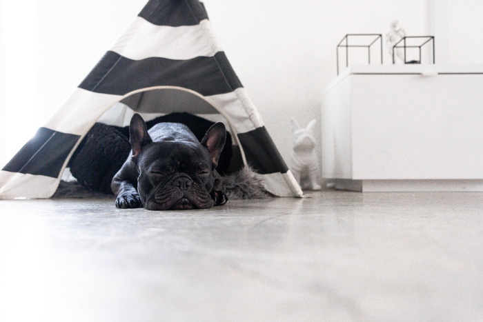 睡在帐篷下的法国黑色斗牛犬