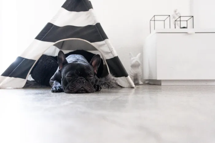 睡在帐篷下的法国黑色斗牛犬