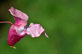 印度泡菜，花朵，花朵，粉色，香脂，植物，野花，特写