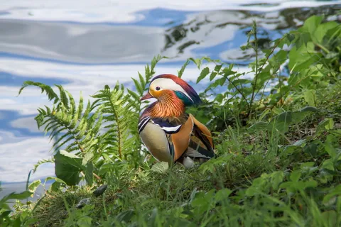 动物, 鸟类, 鸭鸳鸯, 鸳鸯, 动物主题, 鸟, 脊椎动物 动物, 鸟类, 鸭鸳鸯, 鸳鸯, 动物主题, 鸟, 脊椎动物