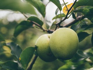 绿色、苹果、水果、食物、树木、树叶、自然、健康