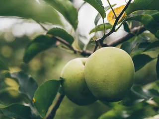 绿色、苹果、水果、食物、树木、树叶、自然、健康