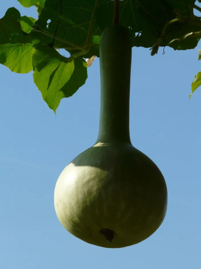 葫芦，葫芦，作物，蔬菜，南瓜，葫芦，绿色，依附