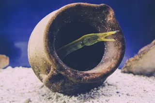 鱼，水下，水，海洋，海洋，海洋，礁石，动物