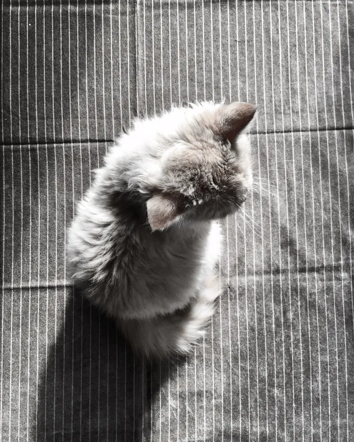灰色皮毛猫