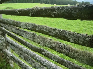 栅栏，地衣，板条，木材，植物，绿色，全框架，没有人
