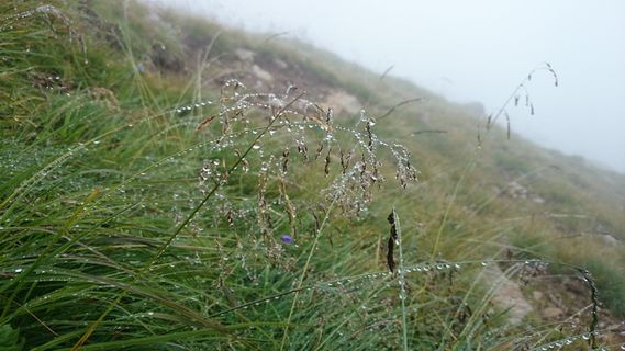 露水、草、雨滴、水滴、水、潮湿、景观、草地