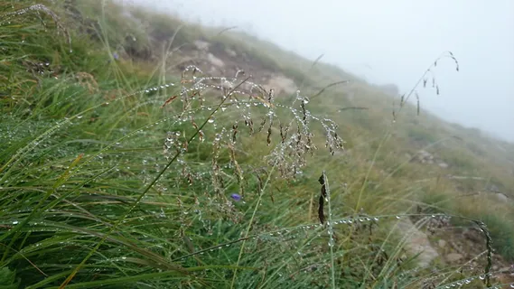 露水、草、雨滴、水滴、水、潮湿、景观、草地