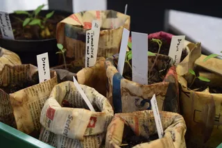 采购产品幼苗，蔬菜，生长，新鲜蔬菜，素食者，垫，切割，ekologiskmat