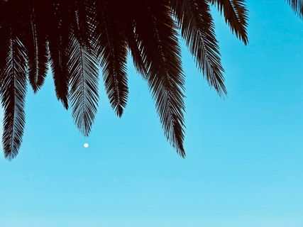 美国，南加州，棕榈树，树，光，晚上，黄昏，晚上