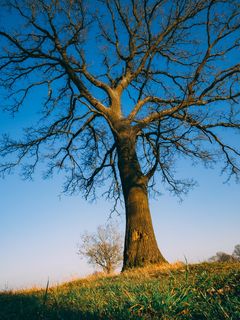 树，植物，树干，自然，风景，风景，天空，日落