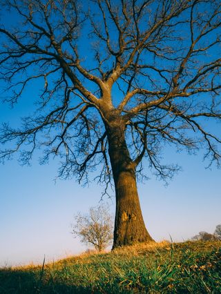 树，植物，树干，自然，风景，风景，天空，日落