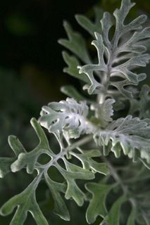 植物，绿色，模糊，自然，花园，柔软，天鹅绒般，对比