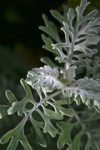 植物，绿色，模糊，自然，花园，柔软，天鹅绒般，对比