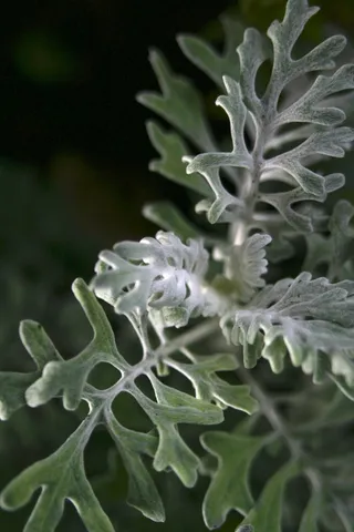 植物，绿色，模糊，自然，花园，柔软，天鹅绒般，对比