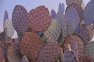 绿色，粉色，仙人掌，紫色，刺梨，仙人掌，沙漠，刺梨，仙人掌