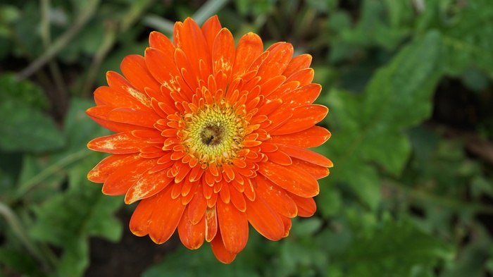 非洲菊，雏菊，花朵，红色，花束，花朵，开放，植物
