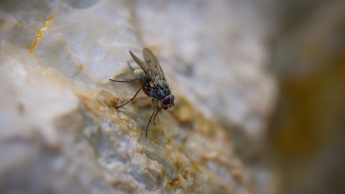 苍蝇、昆虫、自然、生物、放大倍数、颜色、动物主题、无脊椎动物
