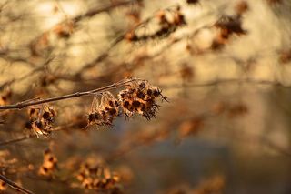 种子、花朵、花序、灌木、植物、植物区系、花园、光线