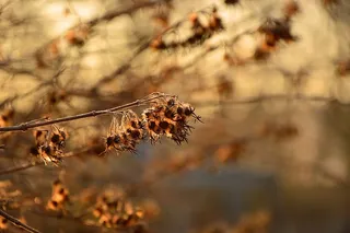 种子、花朵、花序、灌木、植物、植物区系、花园、光线