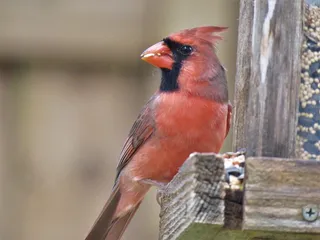 鸟，红雀，鸣鸟，野生动物，红色，动物主题，动物，一种动物