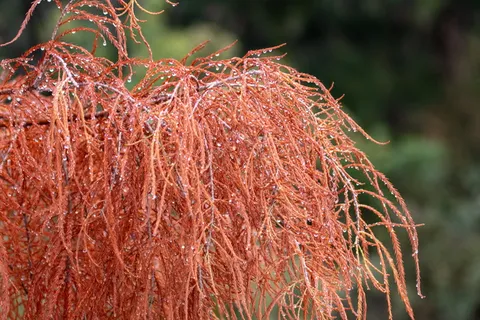 秋天，秋天，树叶，橙色，季节，红色，彩色，树