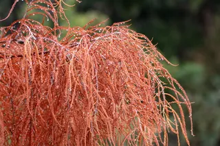 秋天，秋天，树叶，橙色，季节，红色，彩色，树