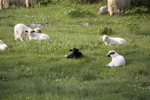不同，害群之马，特殊，我的方式，家庭，草，羊，动物