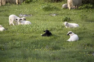 不同，害群之马，特殊，我的方式，家庭，草，羊，动物