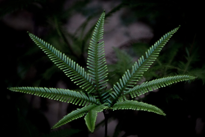 绿叶植物，叶，植物部分，植物，绿色，特写，生长，自然