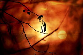 树枝，嫩枝，柳絮，鸟，乌鸦，栖息，剪影，日落